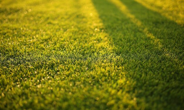 BERIJDBAAR GRAS VOOR JE TUIN EN OPRIT