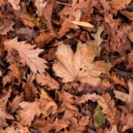 PROBLEMEN DOOR TE VEEL BLAD VAN BOMEN