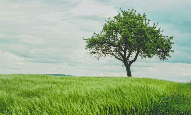 Het voordeel van grote bomen en struiken in je tuin planten