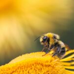 Een instecten- en bijenhotel van BugInn