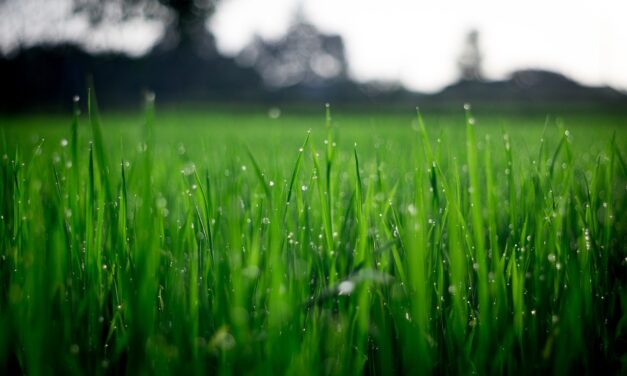 Is er een geschikte grasvervanger?