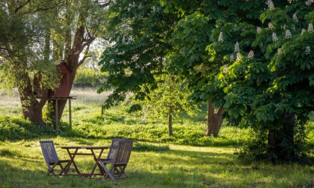 Wat je allemaal moet weten van een groene tuin