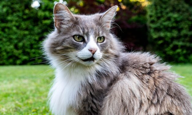 Hoe voorkom en verjaag je katten in je tuin