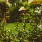 Wat is een klimaat adaptieve tuin?