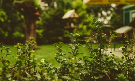 Wat is een klimaat adaptieve tuin?