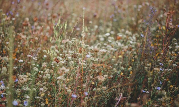 Waarom het onkruid beter groeit dan je planten