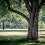 Tips om je planten, bomen en gazon te beschermen
