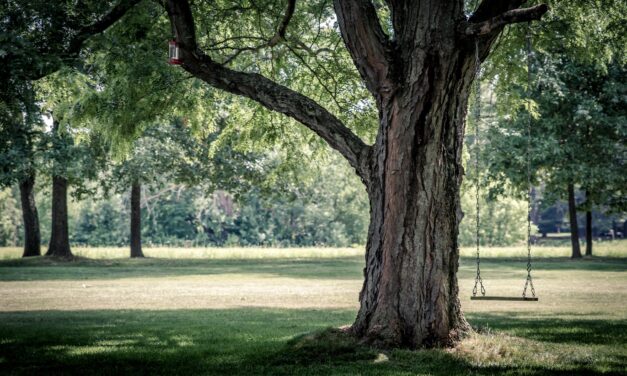 Tips om je planten, bomen en gazon te beschermen