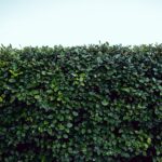 Waarom struiken of heesters belangrijk zijn voor je tuin