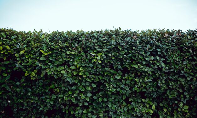 Waarom struiken of heesters belangrijk zijn voor je tuin