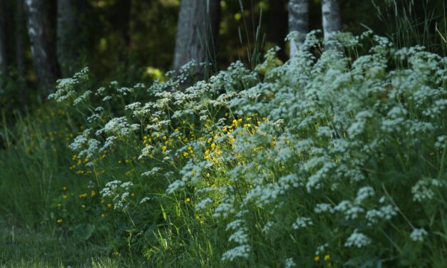 Alles over heem- en wildeplanten