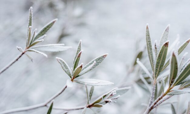 Het winterklaar maken van je tuin