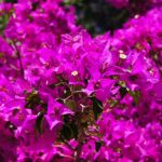 Hoe verzorg je een bougainvillea? Tips