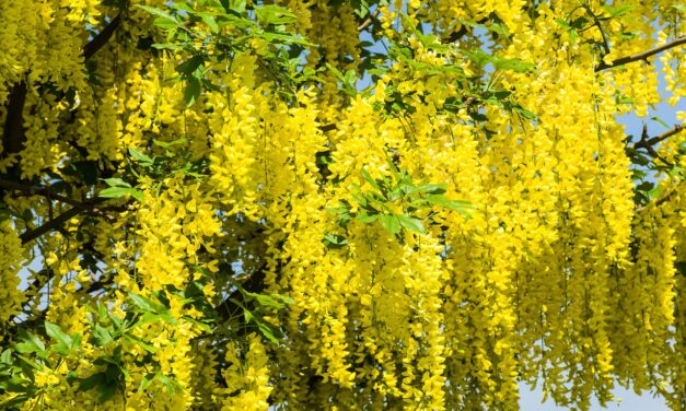 Goudenregen Verzorging: Alles wat u moet weten over deze prachtige plant